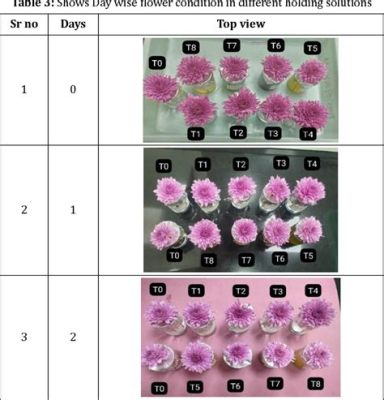 菊花常溫能保存多久：保存方法與影響因素之探究