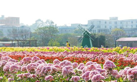 廣州哪裏看薰衣草：繁盛花海中的城市指南與多角度暢遊攻略