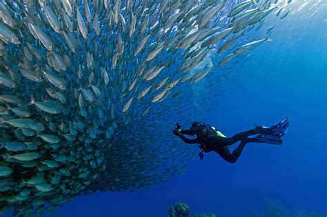 爲何稱之為跳水魚：多重視角下的名稱探究